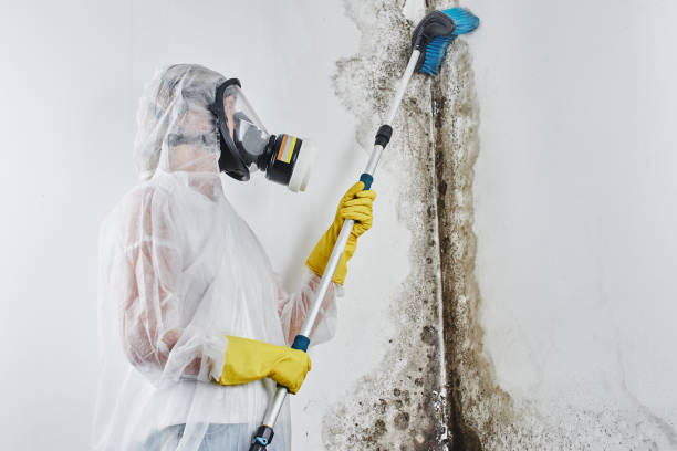 Best Commercial Mold Inspection  in Quincy, FL